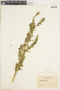 Chenopodium L., U.S.A., C. R. Hanes 9041, F