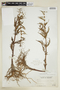 Lycopus americanus Muhl. ex W. Bartram, U.S.A., C. F. Millspaugh 3564, F