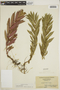 Lycopus asper Greene, U.S.A., E. S. McDonough 1358, F