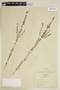 Lythrum alatum Pursh, U.S.A., G. D. Fuller 13702, F