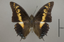 125007 Charaxes castor d IN