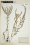 Lythrum alatum Pursh, U.S.A., C. C. Deam, F