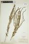 Lythrum alatum Pursh, U.S.A., E. Hall 200, F