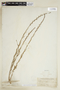 Lythrum linearifolium image