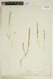 Lythrum hyssopifolia L., U.S.A., W. N. Suksdorf 971, F