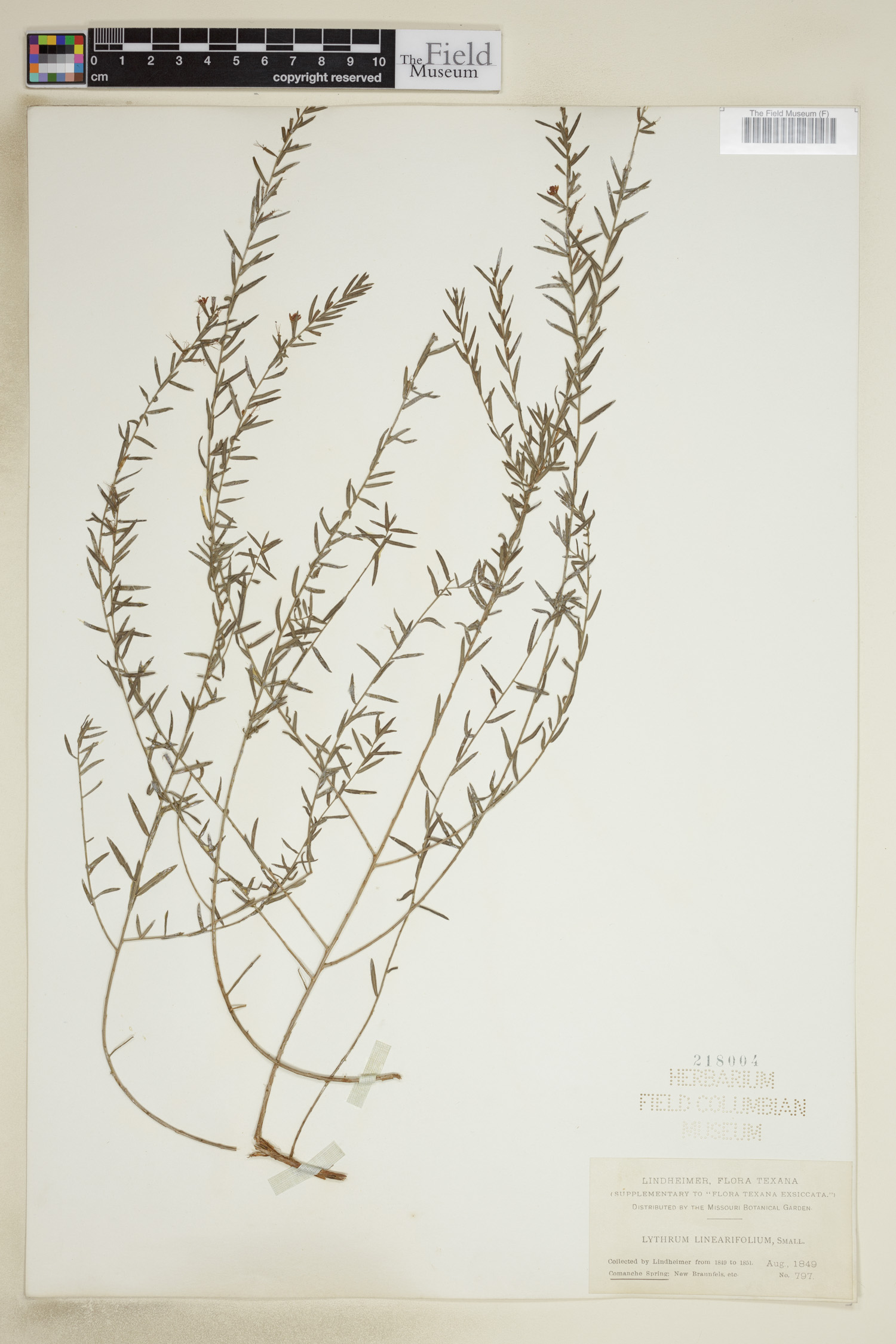 Lythrum linearifolium image