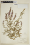 Lythrum salicaria L., U.S.A., J. M. Fogg 7408, F
