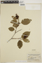 Alnus viridis subsp. crispa (Aiton) Turrill, Canada, H. M. Raup 7109, F