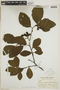 Alnus incana subsp. rugosa (Du Roi) Clausen, U.S.A., J. M. Greenman 330, F