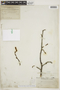 Alnus incana subsp. tenuifolia (Nutt.) Breitung, U.S.A., L. F. Ward 45, F