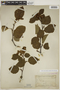 Alnus incana subsp. tenuifolia (Nutt.) Breitung, U.S.A., F