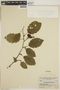 Alnus incana subsp. tenuifolia (Nutt.) Breitung, Canada, H. M. Raup 7108, F