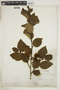 Alnus viridis (Chaix) DC., U.S.A., H. H. Babcock, F