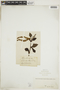 Alnus viridis image