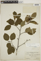 Alnus viridis subsp. crispa (Aiton) Turrill, Canada, E. Anderson 26066C, F