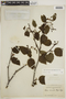 Alnus viridis subsp. sinuata (Regel) Á. Löve & D. Löve, U.S.A., F. V. Coville 841, F