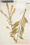 Solidago bicolor image