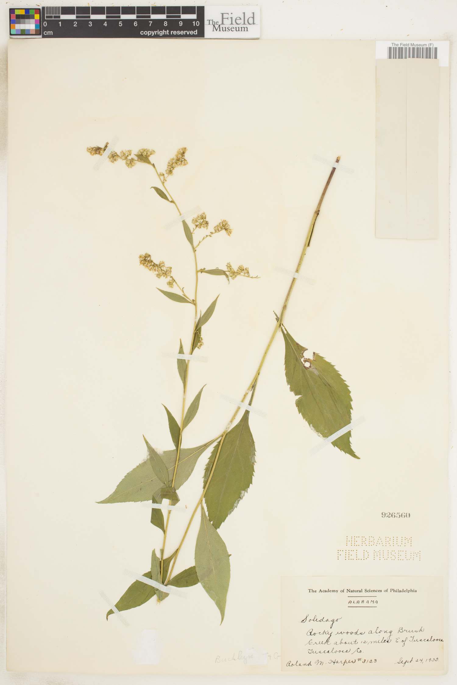 Solidago buckleyi image