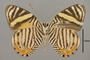 124369 Tigridia acesta v IN