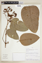 Vismia confertiflora Spruce ex Reichardt, PERU, F