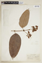 Vismia confertiflora Spruce ex Reichardt, COLOMBIA, F