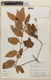 Vismia guianensis (Aubl.) Pers., BRAZIL, F