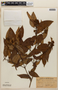Vismia guianensis (Aubl.) Pers., BRITISH GUIANA [Guyana], F