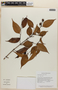 Vismia guianensis (Aubl.) Pers., GUYANA, F