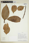 Tovomitopsis membranacea (Planch. & Triana) D'Arcy, ECUADOR, F