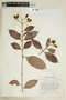 Vismia cayennensis Pers., BRITISH GUIANA [Guyana], F