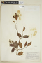 Vismia cayennensis Pers., SURINAME, F
