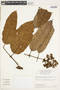 Vismia macrophylla Kunth, BRAZIL, F
