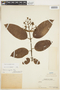Vismia macrophylla Kunth, PERU, F
