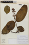 Vismia macrophylla Kunth, ECUADOR, F