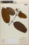 Vismia macrophylla Kunth, COLOMBIA, F