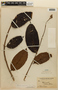 Vismia rufescens var. sessilifolia (Aubl.) Pers., BRITISH GUIANA [Guyana], F