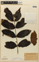 Vismia rufescens var. sessilifolia (Aubl.) Pers., BRITISH GUIANA [Guyana], F