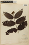 Vismia rufescens var. sessilifolia (Aubl.) Pers., GUYANA, F