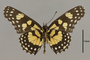 124422 Chlosyne narva v IN
