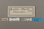 124423 Chlosyne erodyle poecile labels IN