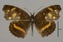 124425 Anthanassa drusilla d IN