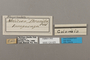 124425 Anthanassa drusilla labels IN