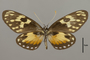 124443 Eresia ithomioides v IN