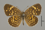 124452 Phyciodes sp d IN