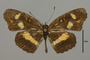 124458 Phyciodes sp d IN