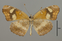 124458 Phyciodes sp v IN