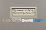 124461 Ortilia orthia labels IN