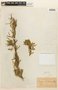 Prosopis affinis Spreng., PARAGUAY, F