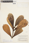 Clusia crassifolia Planch. & Triana, BRITISH GUIANA [Guyana], F