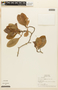 Havetiopsis flavida (Benth.) Planch. & Triana, PERU, F